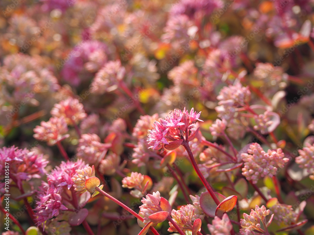 Stonecrop Evers. The natural backdrop of plants Stonecrop. Ornamental plants for landscaping gardens and parks. Hylotelephium ewersii. Stonecrop Evers. The natural backdrop of plants Stonecrop. Ornamental plants for landscaping gardens and parks. Hylotelephium ewersii.