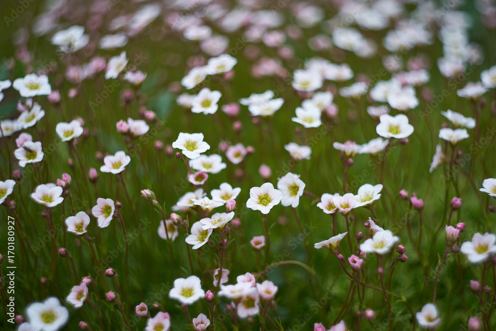 Carpet of flowers. Carpet of flowers.
