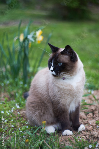 Cat in the nature.