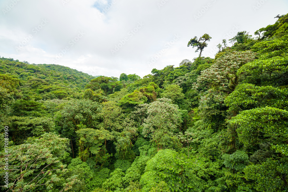 Obraz premium Lush rainforest canopy Monteverde Costa Rica