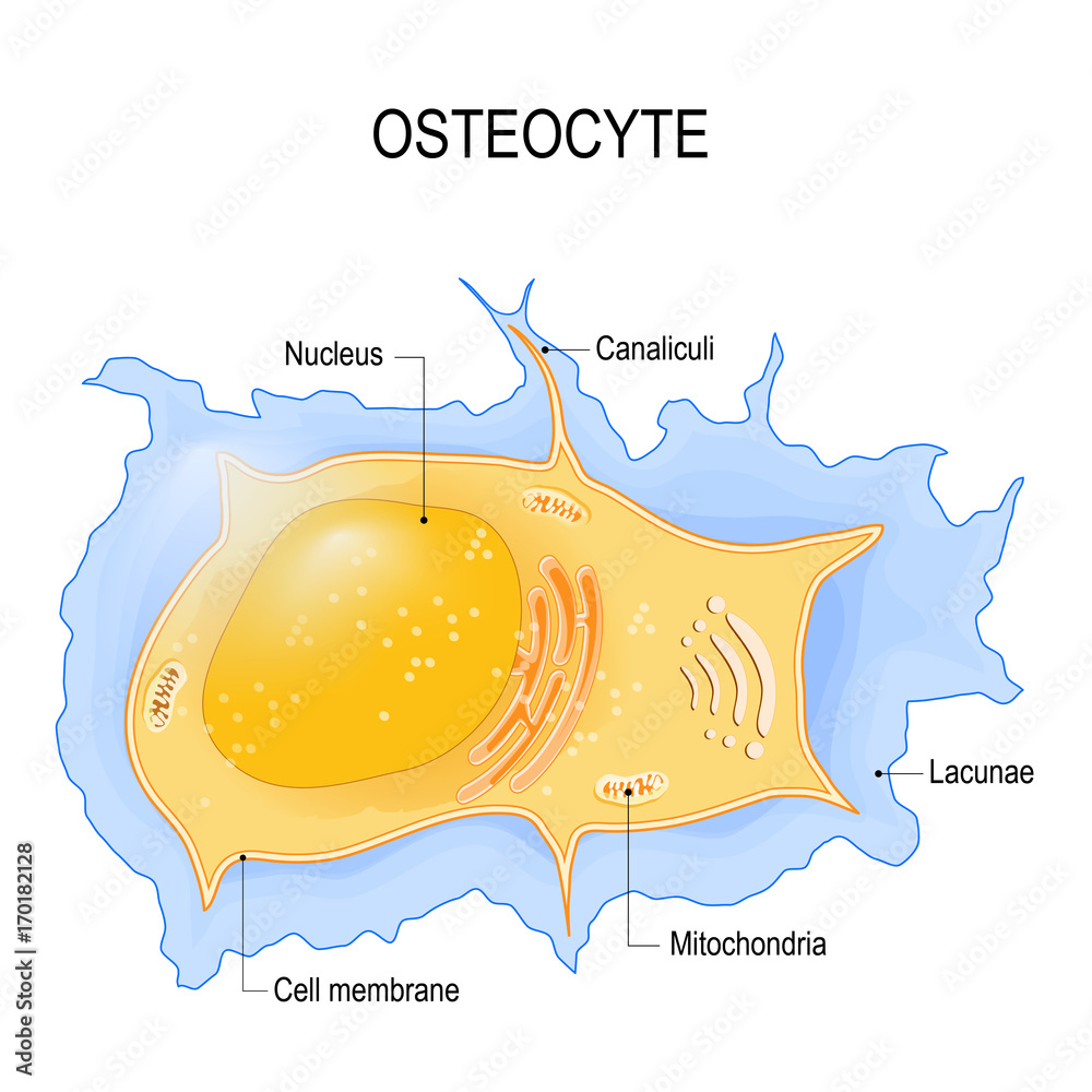 osteocyte. structure of bone cell Stock Vector | Adobe Stock