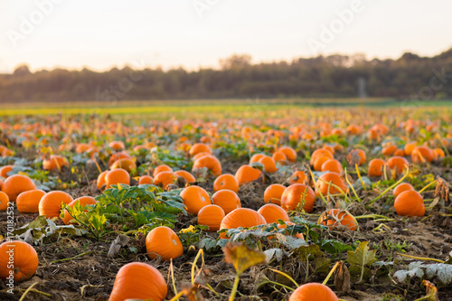 Pumpkin patch