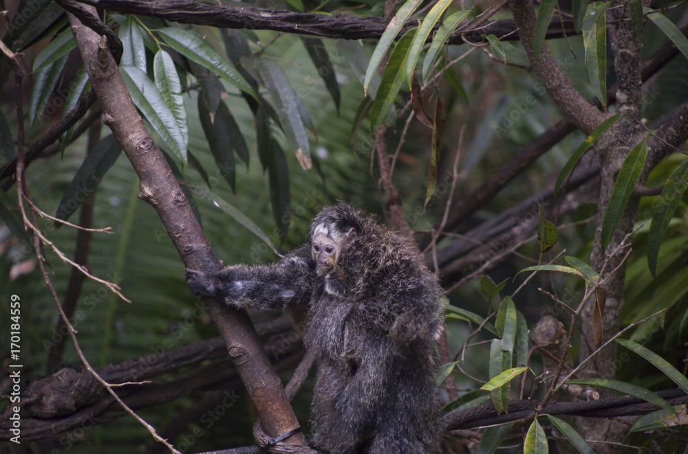 Saki Monkey Family Saki Monkey Family