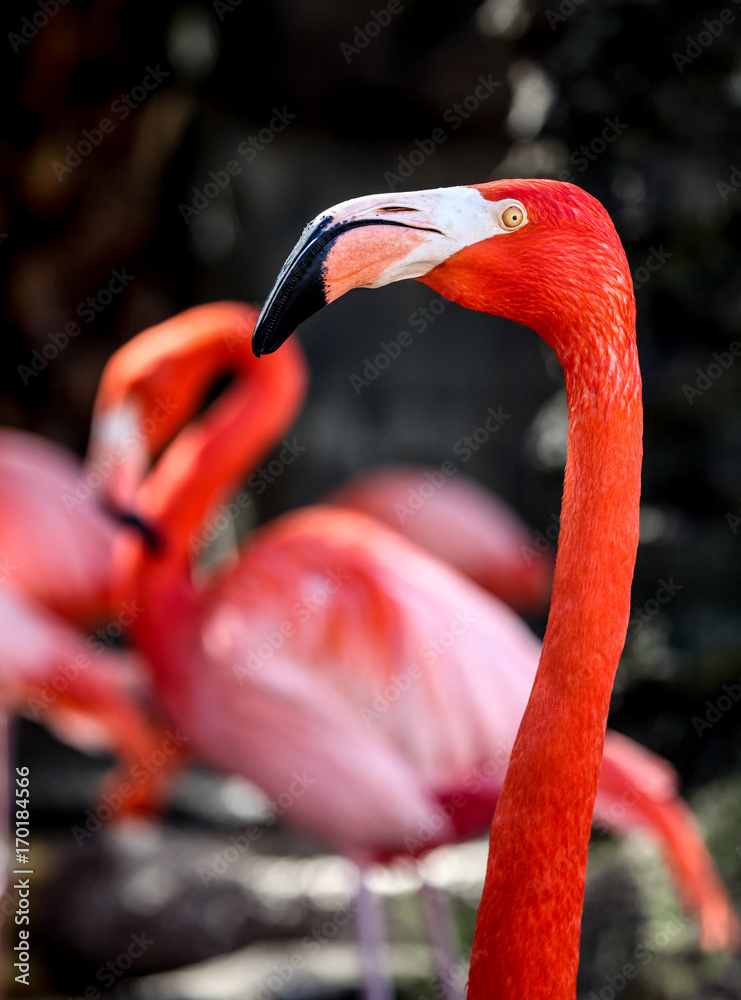 Obraz premium Pink flamingo portrait