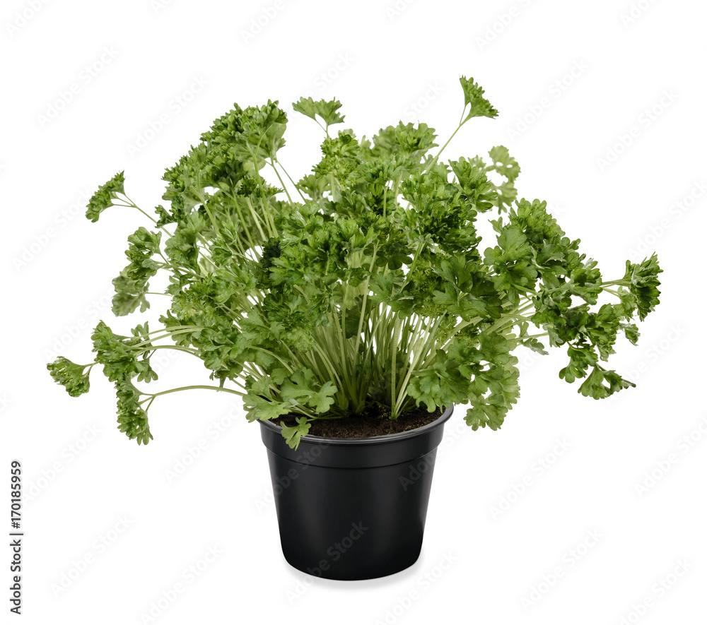 Krause Petersilie Pflanze Petersilienpflanze Krause Petersilie Pflanze Petersilienpflanze