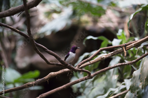 Violet-Backed Starling photo