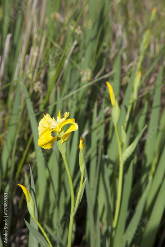 Fototapeta Naklejka Na Ścianę i Meble -  Pretty Yellow Flower