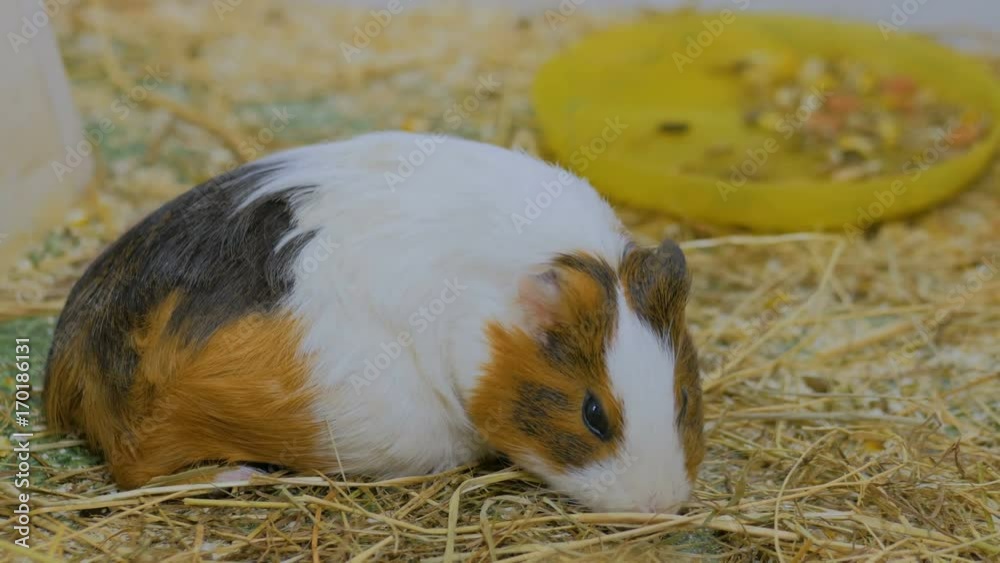 Guinea pig eating hay in contact zoo Guinea pig eating hay in contact zoo