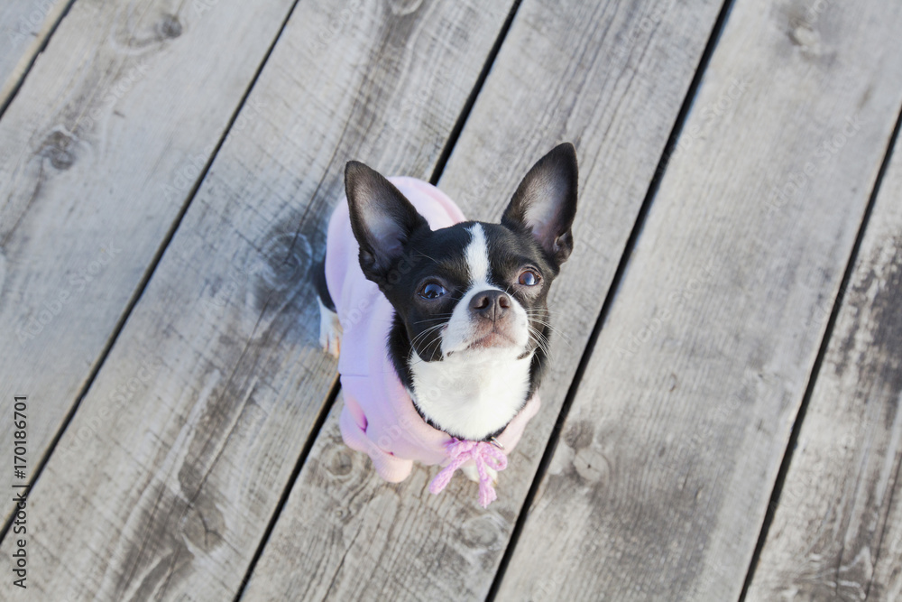 Black and white chihuahua sitting on the wooden path and looking up. Portrait top view. Black and white chihuahua sitting on the wooden path and looking up. Portrait top view.