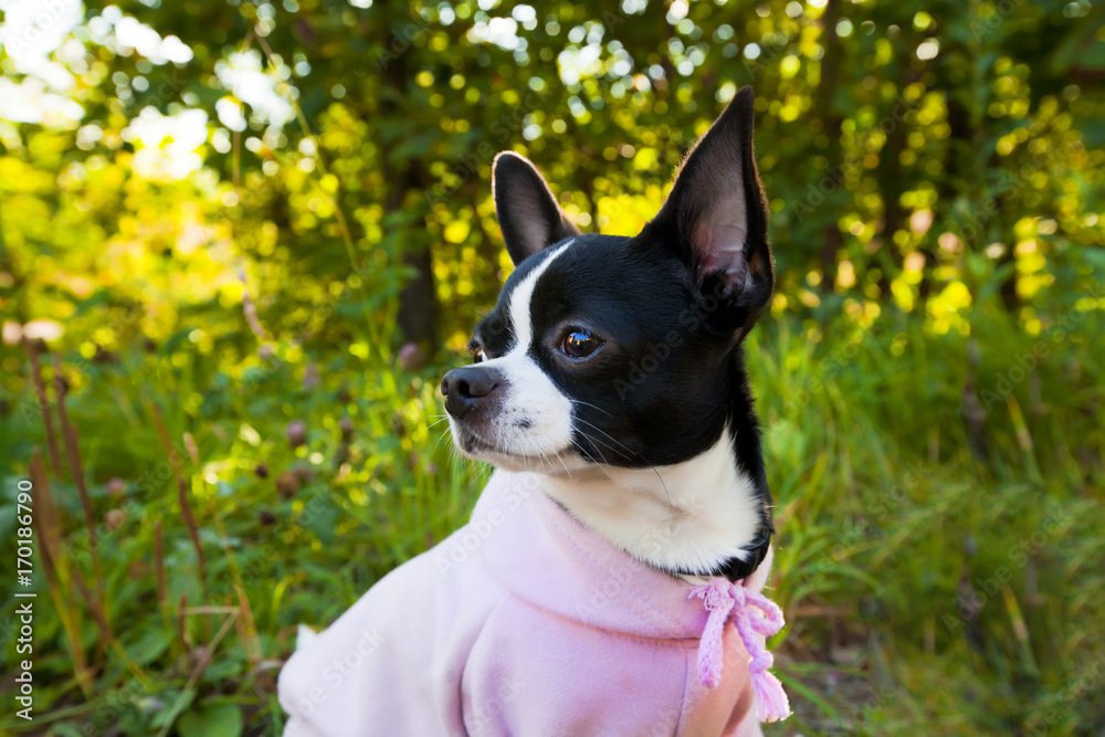 Black and white small chihuahua dog sitting in the forest in sunny light and looking into the distance. Chihuahua in a pink jacket.