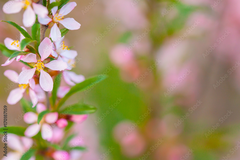Pink flowers of wild rosemary. Shrub, wild rosemary blooming. Flowering plants. Pink flowers of wild rosemary. Shrub, wild rosemary blooming. Flowering plants.