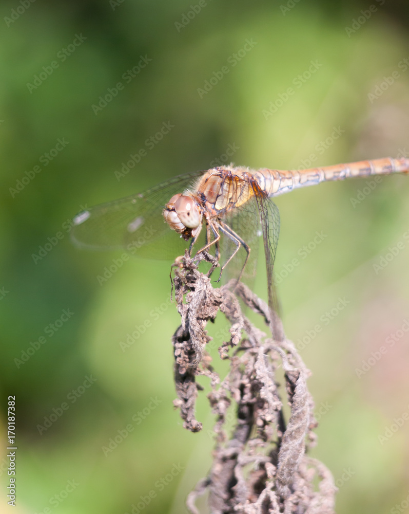 dragonfly perched on dead plant bokeh focus dragonfly perched on dead plant bokeh focus