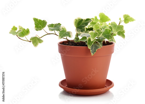 Home plant Hedera