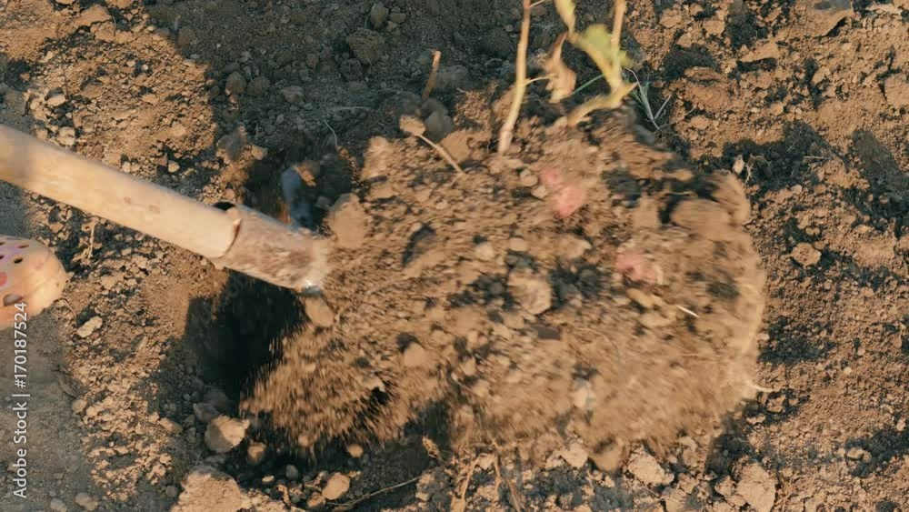 Woman farmer digging shovel fresh potatoes in the garden. Organic eco ...
