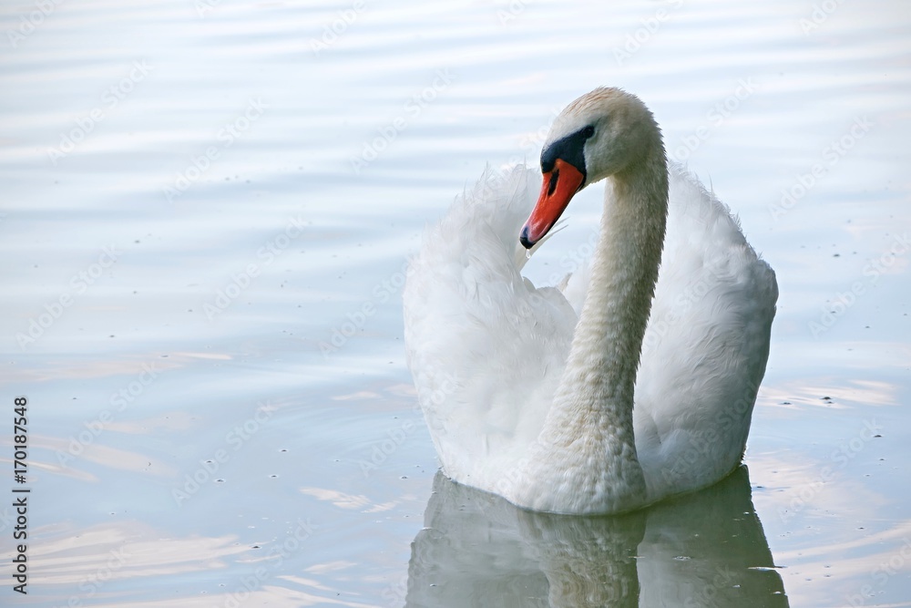 Naklejka premium Swan