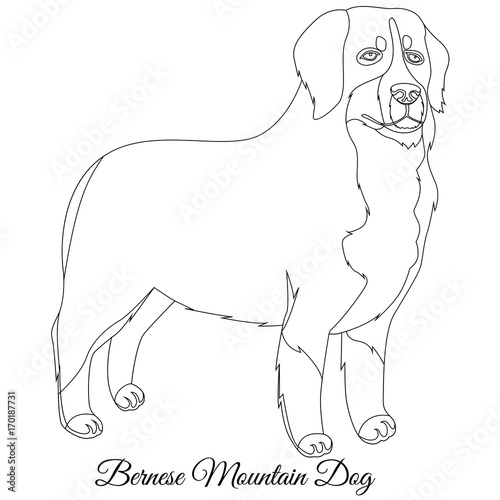 Bernese Mountain dog outline