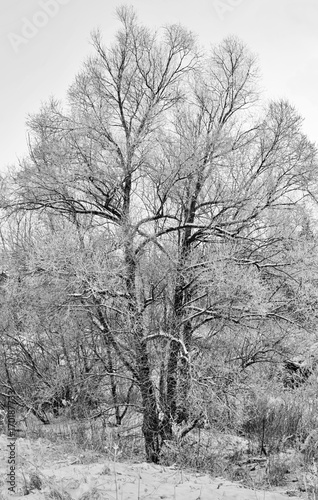 snowy tree