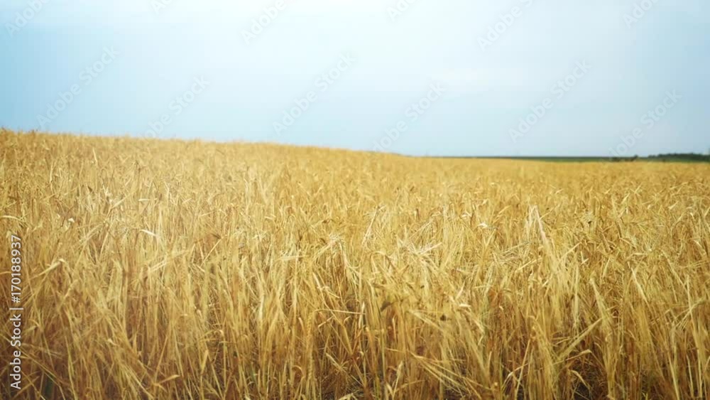Wheat field at dawn. The wind swings the spikelets in different directions. The camera swivels from left to right. Wheat field at dawn. The wind swings the spikelets in different directions. The camera swivels from left to right.
