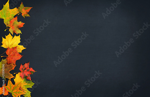 Autumn Leaves. Beautiful Fall Colorful Maple Leaves on Dark Background. Top View, Copy Space