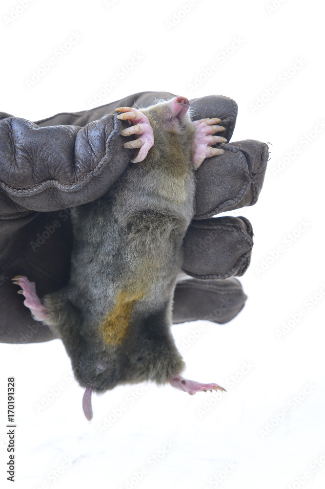 shrews shrews