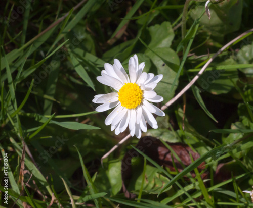 small full petals single yellow and white daisy flower on floor
