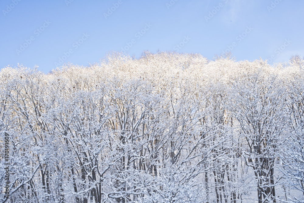 雪の里山