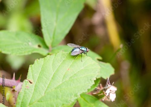 small ugly green fly on leaf Common green bottle fly Lucilia sericata