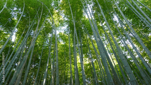 Arashiyama mountain Kyoto Japan famous landmark for tourist with bamboo forest