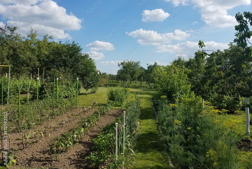 Vegetable garden greenery with rows of tomatoes, pepper, onions, dill and other vegetables and spices.