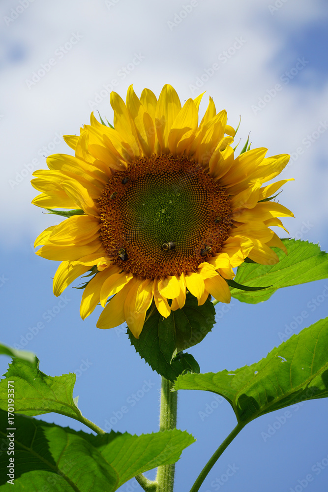 close up on single sunflower blooming in front of blue sky