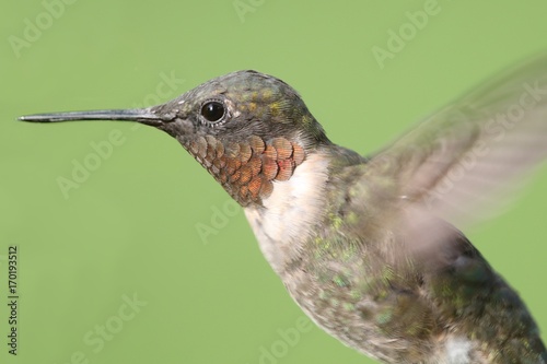 Male Ruby-throated Hummingbird