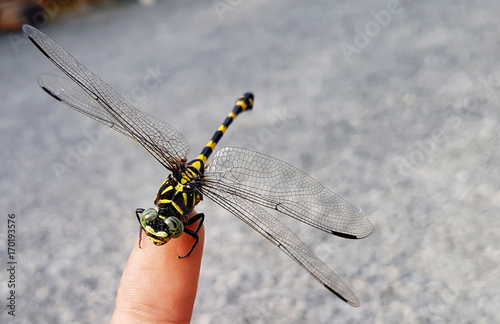 dragonfly on finger photo