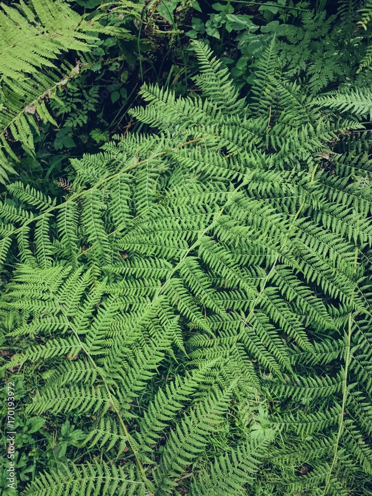fern leaves in a wild forest