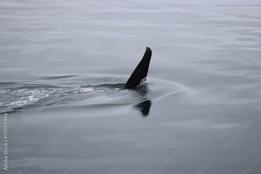 Orca Cruising by Boat Brittish Columbia Orca Cruising by Boat Brittish Columbia