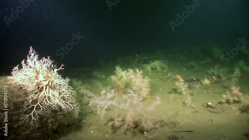 Gorgonian and white fluffy soft coral underwater on seabed of White Sea. Unique video close up. Flowers of marine life in clean clear pure and transparent water in search of food. photo