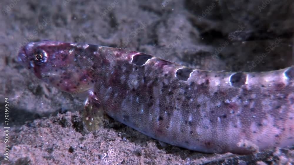 Eel pout mutton fish perciform on seabed underwater in ocean of White Sea. Swimming in amazing world of beautiful wildlife. Inhabitants in search of food. Abyssal relax diving. Macro video. Eel pout mutton fish perciform on seabed underwater in ocean of White Sea. Swimming in amazing world of beautiful wildlife. Inhabitants in search of food. Abyssal relax diving. Macro video.