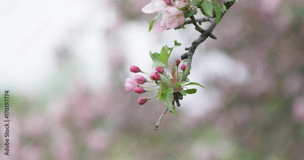 Cherry blossom branch macro shot Cherry blossom branch macro shot