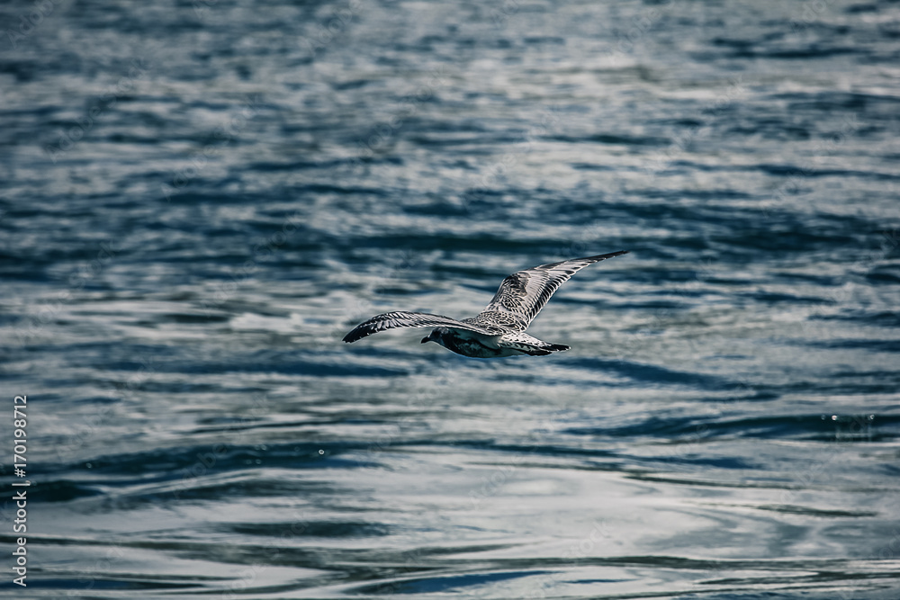 Fototapeta premium Seagull over water body