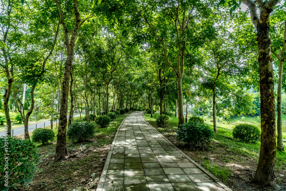 Fototapeta premium Concrete Pathway in garden