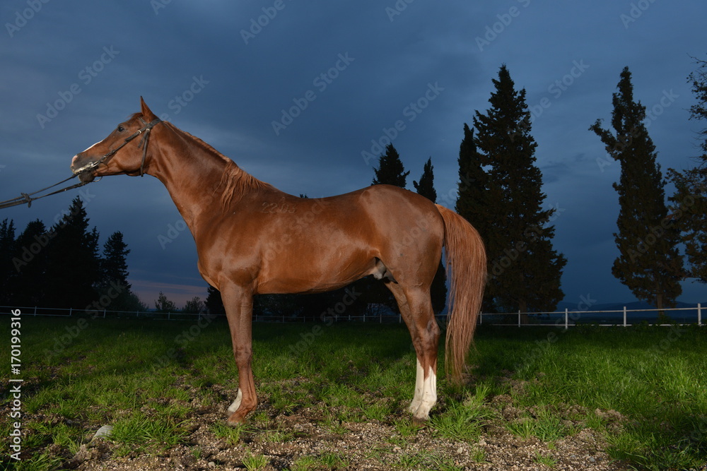 Obraz premium Arabian horse, Karacabey,Bursa,Turkey