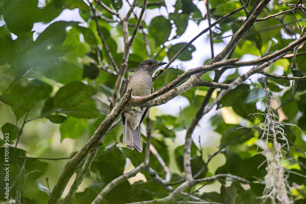 Fototapeta premium Cricrió (Lipaugus vociferans) | Screaming Piha photographed in Linhares, Espírito Santo - Southeast of Brazil. Atlantic Forest Biome. 