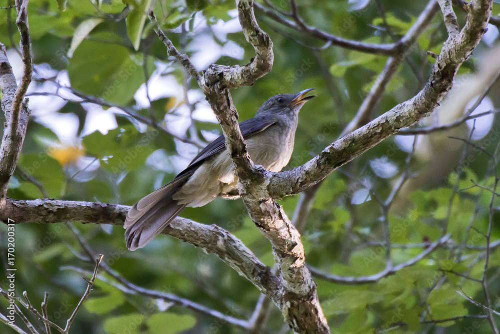 Cricrió (Lipaugus vociferans) | Screaming Piha Cricrió (Lipaugus vociferans) | Screaming Piha
