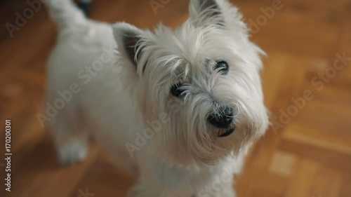 Dog terrier looks at camera photo