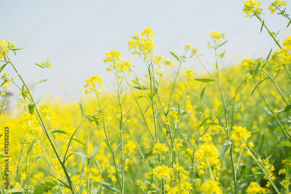 花 花