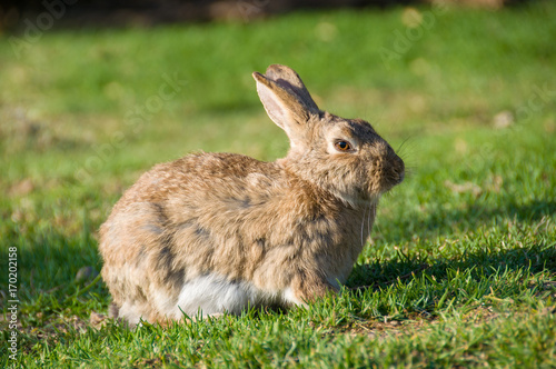 Wild bunny rabbit sitting on sunlit grass