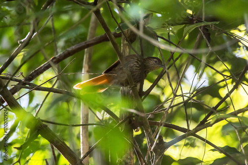 Rabo-amarelo (Thripophaga macroura) | Striated Softtail photographed in the Farm Cupido & Refugio in Linhares, Espírito Santo, Southeast of Brazil. Atlantic Forest Biome. photo