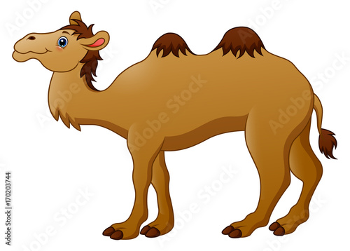 Cute camel cartoon