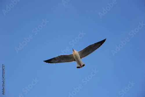 Brown-headed gull