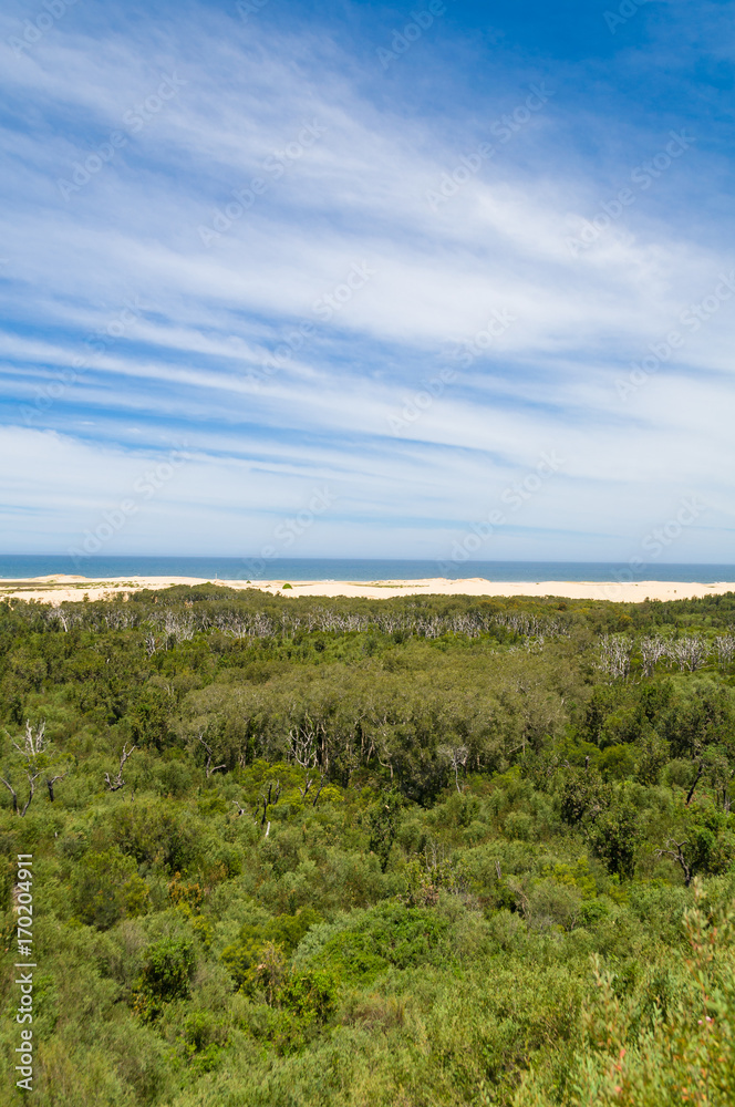 Eucalyptus forest with ocean beach and sky in the distance