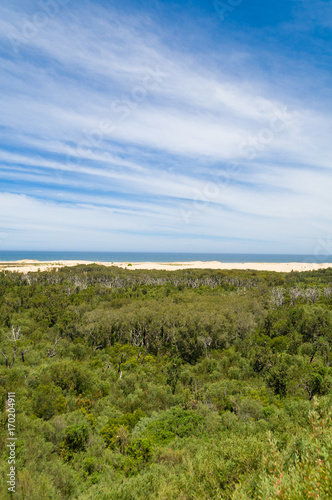 Eucalyptus forest with ocean beach and sky in the distance
